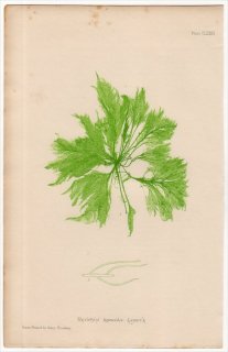 1859年 Bradbury British Sea Weeds Pl.185 ハネモ科 ハネモ属 BRYOPSIS hypnoides 海藻