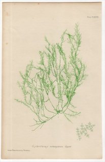 1859年 Bradbury British Sea Weeds Pl.187 シオグサ科 シオグサ属 CLADOPHORA rectangularis 海藻