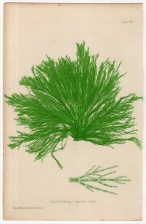 1859年 Bradbury British Sea Weeds Pl.190 シオグサ科 シオグサ属 CLADOPHORA rupestris 海藻