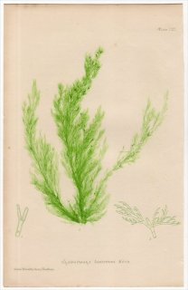 1859ǯ Bradbury British Sea Weeds Pl.191  ° CLADOPHORA laetevirens 