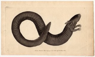 1791年 Shaw & Nodder Naturalist's Miscellany No.61 サイレン科 サイレン属 グレーターサイレン SIREN