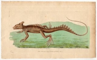 1793年 Shaw & Nodder Naturalist's Miscellany No.142 イグアナ科 バシリスク属 ブラウンバシリスク  LACERTA BASILISCUS