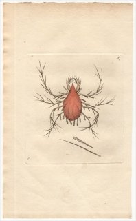 1795年 Shaw & Nodder Naturalist's Miscellany No.187 ツメダニ科 ケレトモルファ属 アシナガツメダニ LEPIDOPTERINE MITE