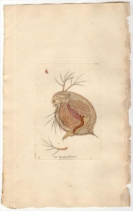 1798年 Shaw & Nodder Naturalist's Miscellany No.364 ミジンコ