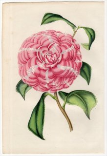 1851年 Van Houtte ヨーロッパの植物 ツバキ科 ツバキ属 CAMELLIA FRA ARNOLDO DA BRESCIA