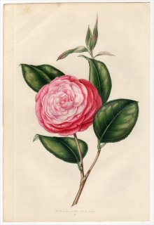 1851年 Van Houtte ヨーロッパの植物 ツバキ科 ツバキ属 CAMELLIA CAMILLE BROZZONI