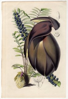 1851年 Van Houtte ヨーロッパの植物 ヤシ科 アッサムヤシ属 WALLICHIA DENSIFLORA