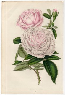 1851ǯ Van Houtte 衼åѤοʪ Х Х° ROSE QUEEN VICTORIA