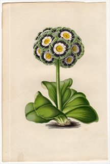 1851年 Van Houtte ヨーロッパの植物 サクラソウ科 サクラソウ属 PRIMULA AURICULA プリムラ