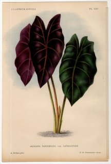 1896年 Linden L'Illustration Horticole Pl.65 サトイモ科 クワズイモ属 ALOCASIA SANDERIANA var.GANDAVENSIS