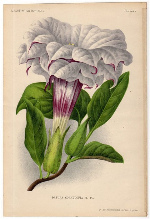 1895年 Linden L'Illustration Horticole Pl.25 ナス科 チョウセンアサガオ属 チョウセンアサガオ DATURA  CORNUCOPIA - アンティークプリント 博物画 ボタニカルアートの通販サイト Spirito di Artigiano