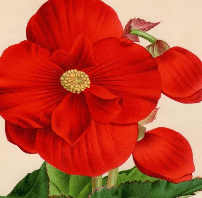 1884年 Linden L'Illustration Horticole Pl.535 シュウカイドウ
