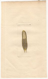 1794年 Shaw & Nodder Naturalist's Miscellany No.185 オオムカデ科 オオムカデ属 MICROSCOPIC SCOLOPENDRA