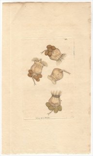 1794ǯ Shaw & Nodder Naturalist's Miscellany No.195 ĥܥॷ ĥܥॷ° BELL-SHAPED BRACHIONUS