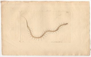 1799年 Shaw & Nodder Naturalist's Miscellany No.379 ミズミミズ科 スティラリア属 ROSTRATED NAIS