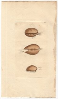 1799年 Shaw & Nodder Naturalist's Miscellany No.390 キプリス科 キプリス属 MUSCLE MONOCULUS