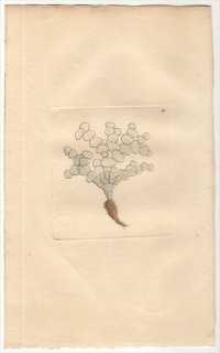 1794年 Shaw & Nodder Naturalist's Miscellany No.190 サボテングサ科 サボテングサ属 TUNA CORALLINE