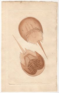 1792年 Shaw & Nodder Naturalist's Miscellany No.91 カブトガニ科 アメリカカブトガニ属 アメリカカブトガニ INDIAN MONOCULUS