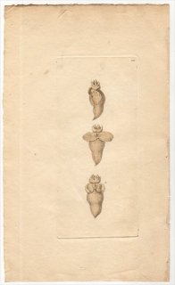 1793年 Shaw & Nodder Naturalist's Miscellany No.152 ハダカカメガイ科 クリオネ属 ダイオウハダカカメガイ LIMAGINE CLIO