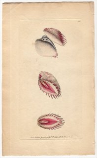 1794年 Shaw & Nodder Naturalist's Miscellany No.163 マルスダレガイ科 ピタル属 ツキヨノハマグリ OCCIDENTAL VENUS-SHELL