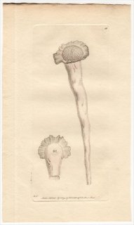 1794年 Shaw & Nodder Naturalist's Miscellany No.188 カンザシゴカイ科 セルプラ属 PERFORATED SERPULA