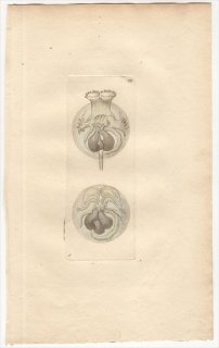1795年 Shaw & Nodder Naturalist's Miscellany No.199 ヒラタワムシ科 ヒラタワムシ属  ヒラタワムシ CIRCULAR VORTICELLA