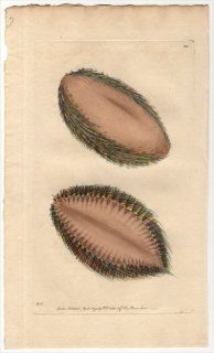 1795年 Shaw & Nodder Naturalist's Miscellany No.205 コガネウロコムシ科 アフロディタ属 イバラコガネウロコムシ ACULEATED APHRODITA
