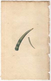 1795年 Shaw & Nodder Naturalist's Miscellany No.226 ゾウゲツノガイ科 ゾウゲツノガイ属 ゾウゲツノガイ ELEPHANTINE DENTALIUM