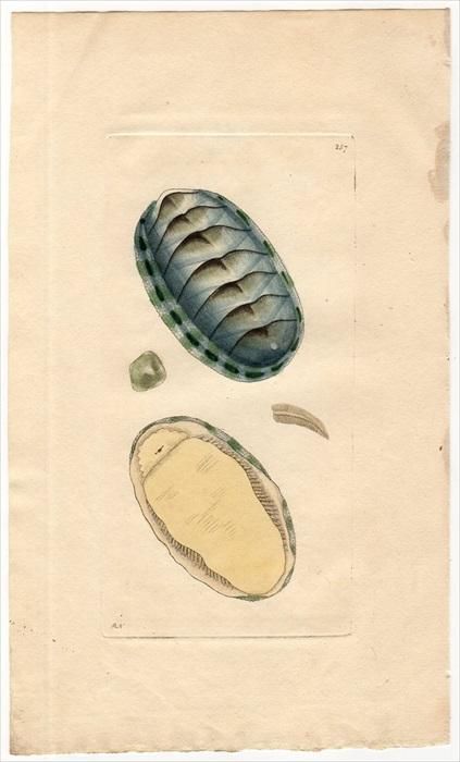 自然の造形 (1962年) マジンガーZ 小型・ミニ浮世絵木版画｜浮世絵工房