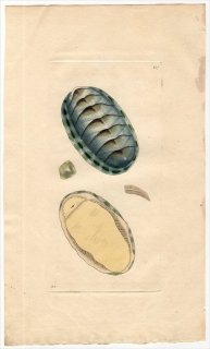 1796年 Shaw & Nodder Naturalist's Miscellany No.257 クサズリガイ科 クサズリガイ属 ツヅレヒザラガイ SCALY CHITON