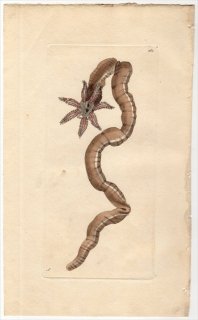 1796ǯ Shaw & Nodder Naturalist's Miscellany No.260 ʥޥ ۥʥޥ° ۥʥޥ BROWN HOLOTHURIA