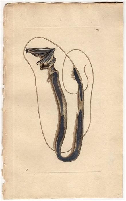 1796年 Shaw & Nodder Naturalist's Miscellany No.274 ステュー