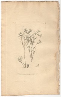 1796年 Shaw & Nodder Naturalist's Miscellany No.278 ツリガネムシ科 エダワカレツリガネムシ属 エダワカレツリガネムシ