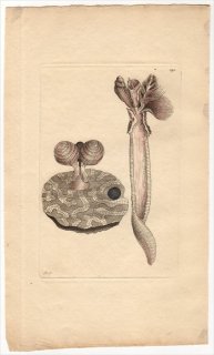 1796年 Shaw & Nodder Naturalist's Miscellany No.290 フサゴカイ科 テレベッラ属 MADREPORE TEREBELLA