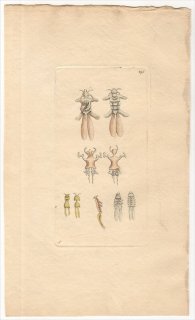 1797年 Shaw & Nodder Naturalist's Miscellany No.295 イカリムシ科 イカリムシ属 イカリムシ LERNAEAE