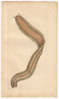 1797年 Shaw & Nodder Naturalist's Miscellany No.311 サシバゴカイ科 フィロドケ属 NEREIS LAMELLIGERA
