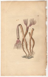 1797年 Shaw & Nodder Naturalist's Miscellany No.324 ケヤリムシ科 ホンケヤリムシ属 FAN AMPHITRITE