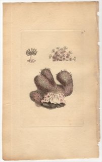 1798年 Shaw & Nodder Naturalist's Miscellany No.326 ウミトサカ科 ウミトサカ属 FINGERED ALCYONIUM