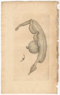 1798年 Shaw & Nodder Naturalist's Miscellany No.328 ハダカゾウクラゲ科 ハダカゾウクラゲ CORONATED PTEROTRACHEA