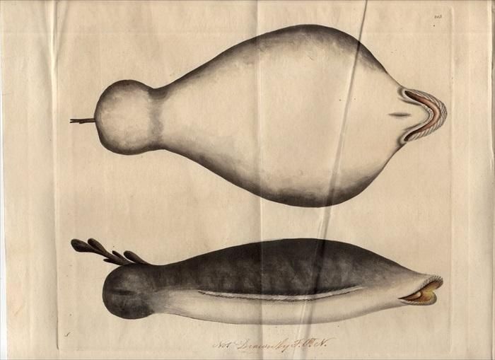 1795年 Shaw & Nodder Naturalist's Miscellany No.202 203 ヤマトシビレエイ科 ゴウシュウシビレエイ  SINGLE-FINNED LOPHIUS 2枚 - アンティークプリント 博物画 ボタニカルアートの通販サイト Spirito di  Artigiano