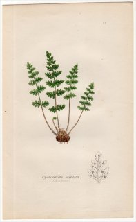 1855ǯ J.E.Sowerby ѹΥ Pl.23 ʥ襷 ʥ襷° Cystopteris alpina
