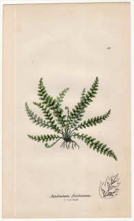 1855ǯ J.E.Sowerby ѹΥ Pl.26 㥻󥷥 㥻󥷥° Asplenium fontanum