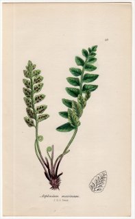 1855年 J.E.Sowerby 英国のシダ類 Pl.29 チャセンシダ科 チャセンシダ属 Asplenium marinum