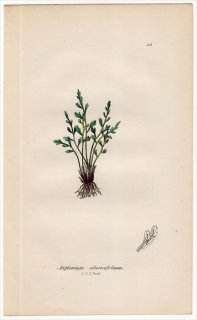 1855年 J.E.Sowerby 英国のシダ類 Pl.33 チャセンシダ科 チャセンシダ属 Asplenium alternifolium