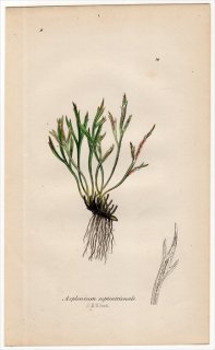 1855年 J.E.Sowerby 英国のシダ類 Pl.34 チャセンシダ科 チャセンシダ属 Asplenium septentrionale