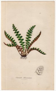 1855年 J.E.Sowerby 英国のシダ類 Pl.36 チャセンシダ科 チャセンシダ属 Ceterach officinarum