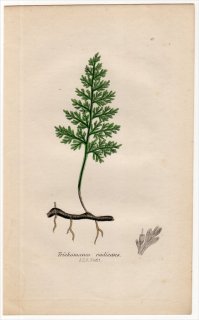1855年 J.E.Sowerby 英国のシダ類 Pl.41 コケシノブ科 ハイホラゴケ属 Trichomanes radicans