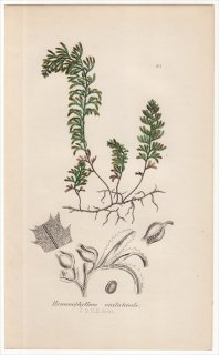 1855年 J.E.Sowerby 英国のシダ類 Pl.43 コケシノブ科 コケシノブ属 Hymenophyllum unilaterale