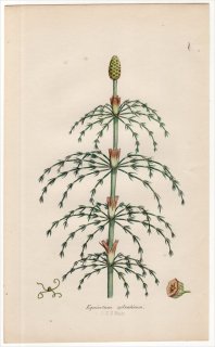 1859ǯ J.E.Sowerby ѹΥ Pl.4 ȥ ȥ° ե Equisetum sylvaticum