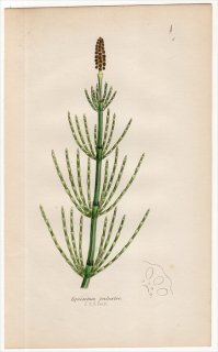 1859年 J.E.Sowerby 英国のシダ類 Pl.6 トクサ科 トクサ属 イヌスギナ Equisetum palustre